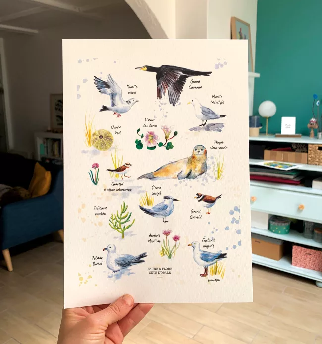 illustration-faune-et-flore-cote-opale-lorene-russo