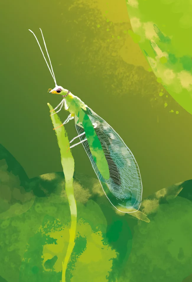 Illustration-insectopolis-jeu-de-societe