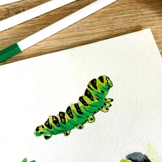 chenille-illustration-jeunesse-aquarelle