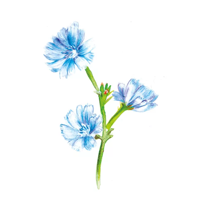 chicorée-illustration-aquarelle