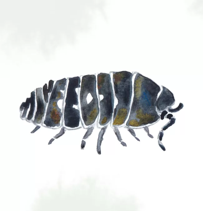 cloporte-illustration