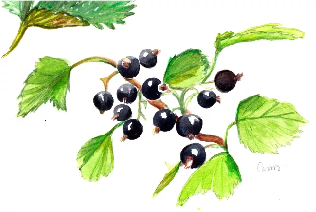 dessin-aquarelle-cassis