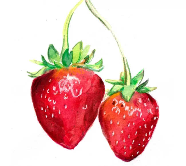 dessin-aquarelle-fraises