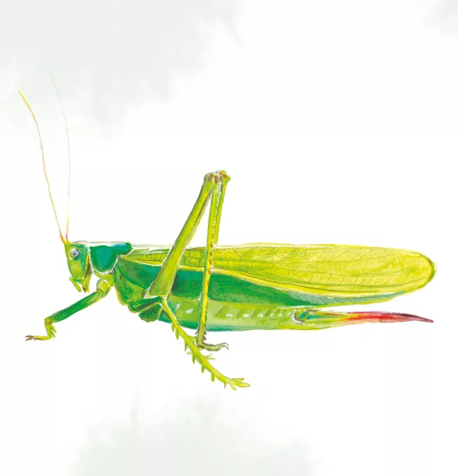 grande-sauterelle-illustration-naturaliste