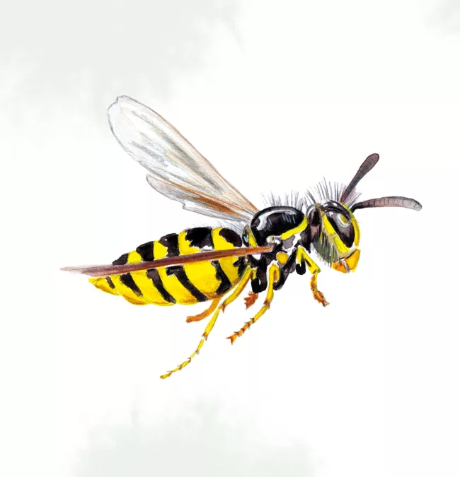 guepe-illustration-naturaliste