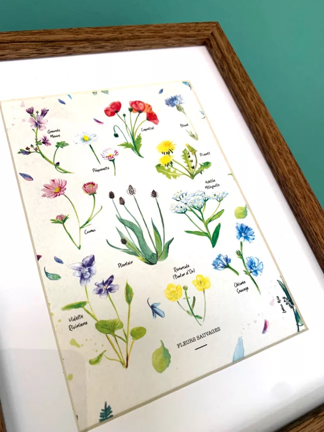 herbier-fleurs-sauvages-aquarelle