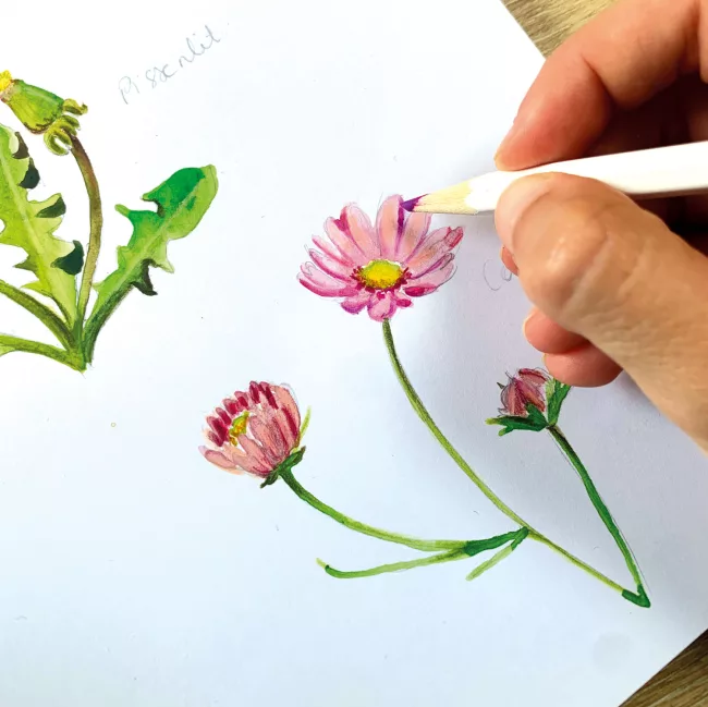 illustration-aquarelle-sur-mesure