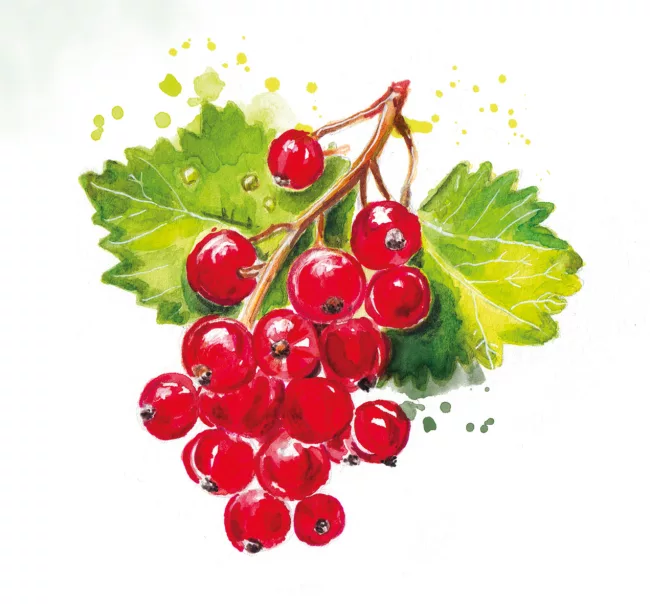 illustration-botanique-groseilles