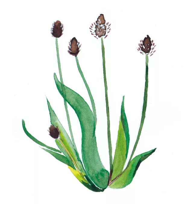 illustration-botanique-plantain