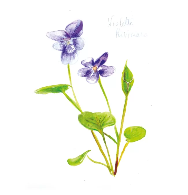 illustration-botanique-violette-aquarelle