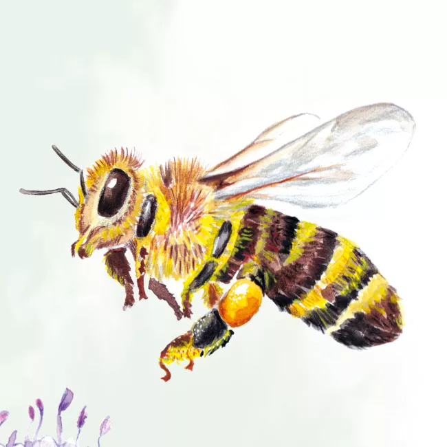 illustration-naturaliste-abeille-lorene.-russo