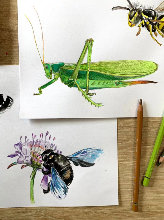 illustration-naturaliste-grande-sauterelle