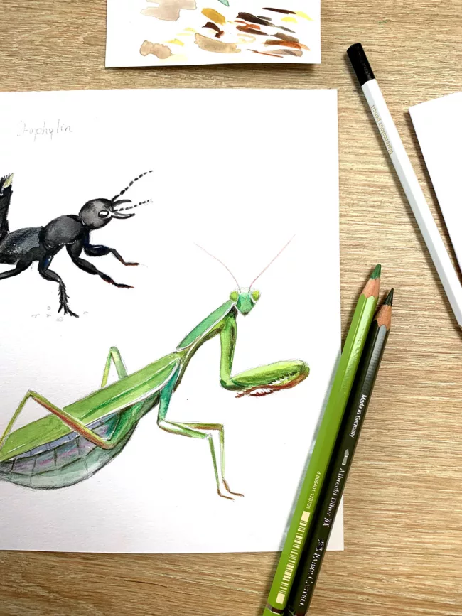 manthe-religieuse-dessin-naturaliste