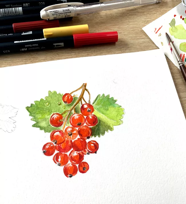 illustration-groseille-aquarelle