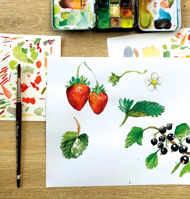 planche-d’illustrations-fruits-rouges-naturaliste