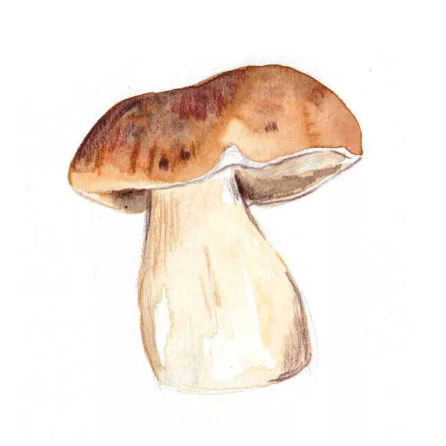 cepe-dessin-aquarelle