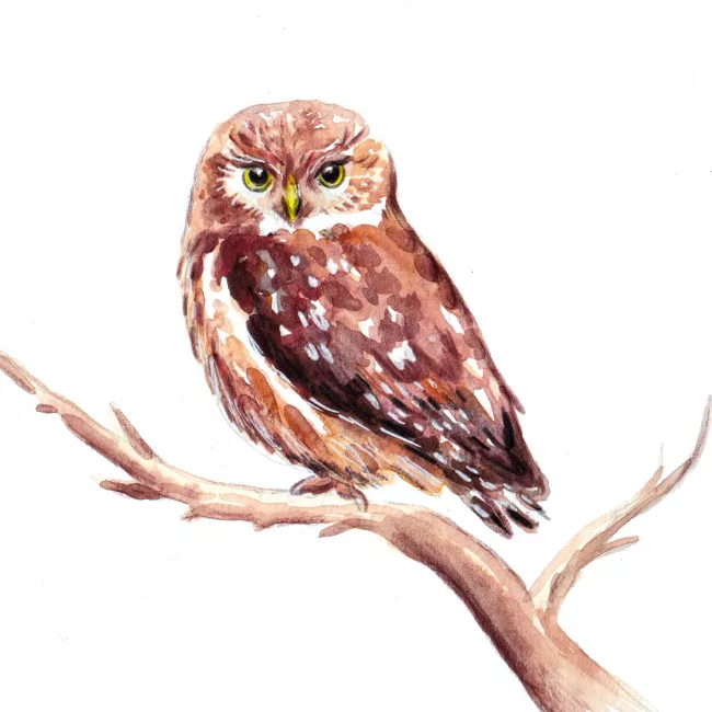 chouette-cheveche-illustration-aquarelle