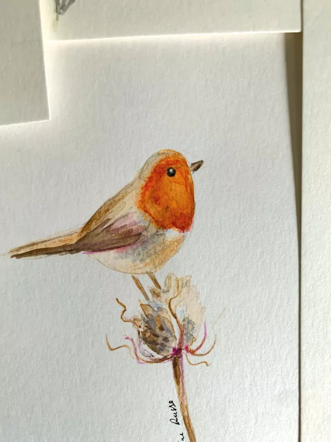 rouge-gorge-aquarelle
