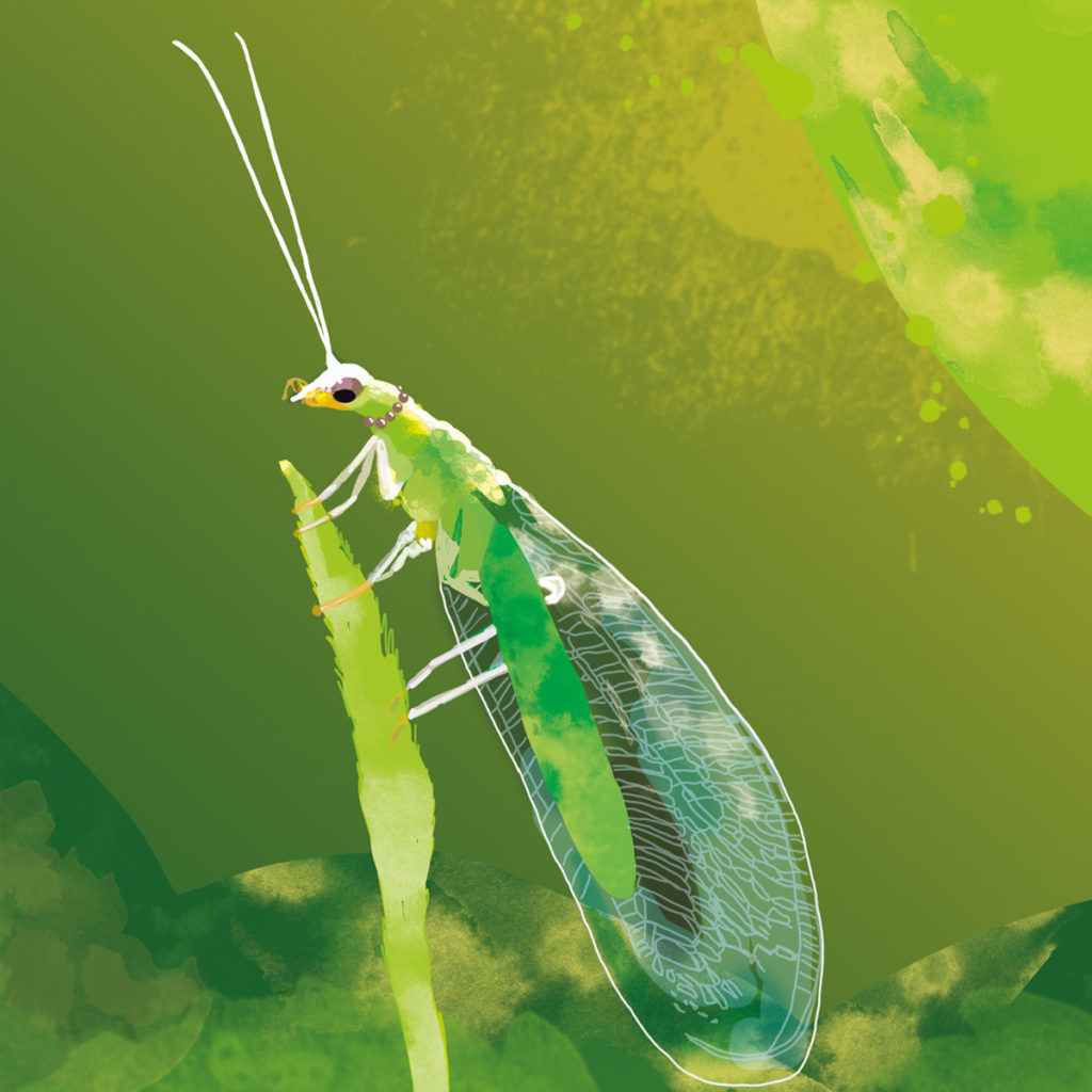 illustration insecte