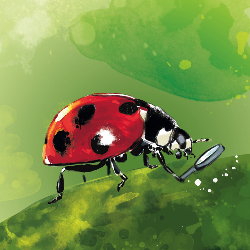 coccinelle-illustration-insectopolis-lorene-russo