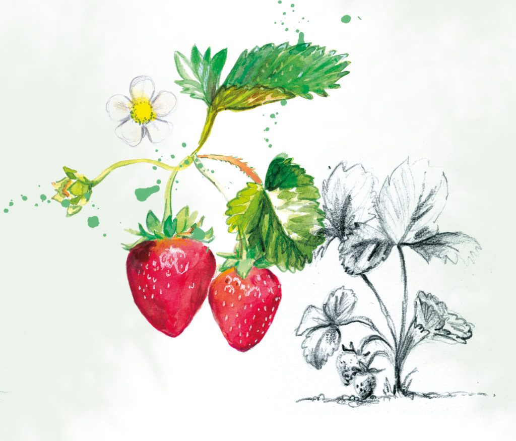 illustration botanique fraises